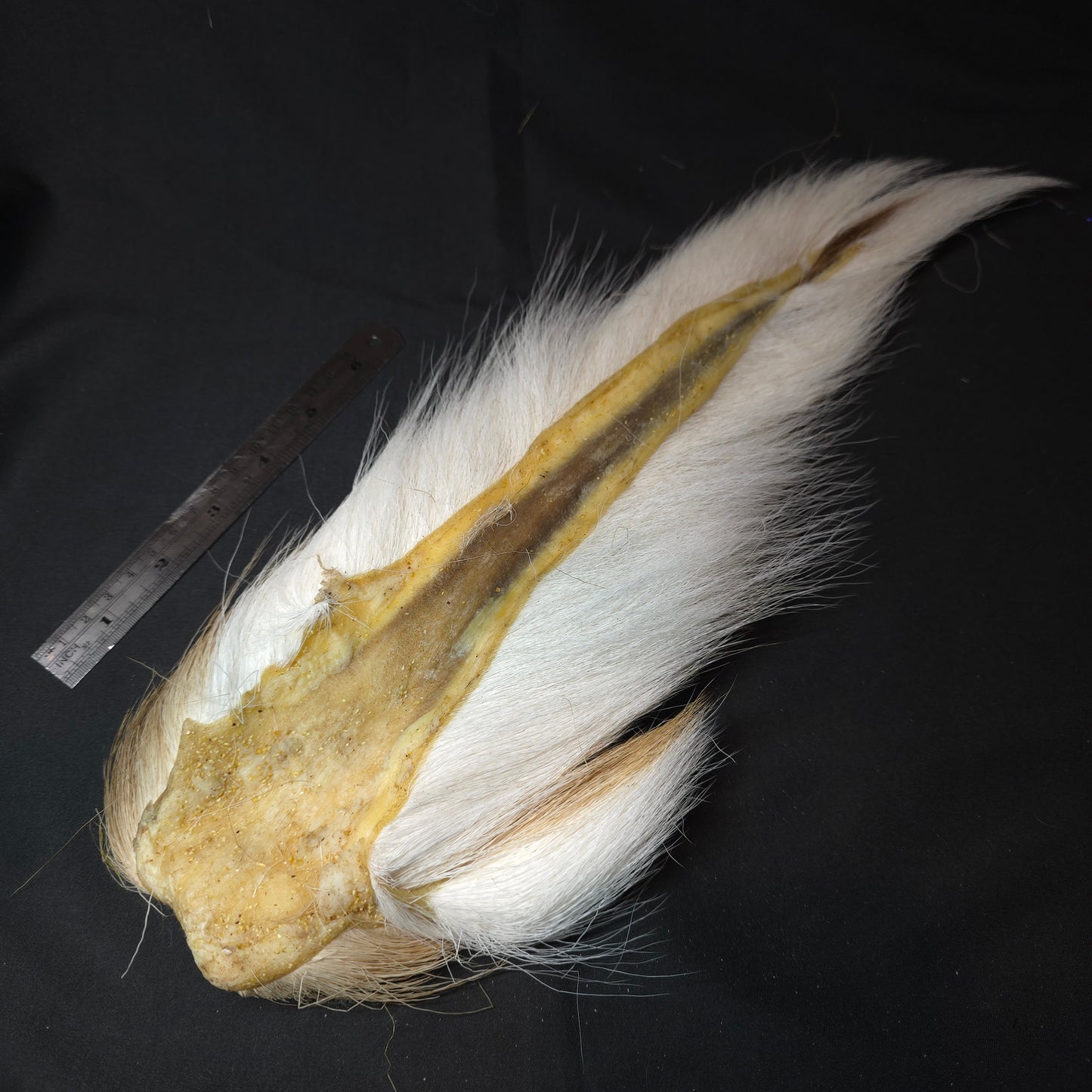Hand Selected Bucktail - Premium Flatwing/Deciever Grade