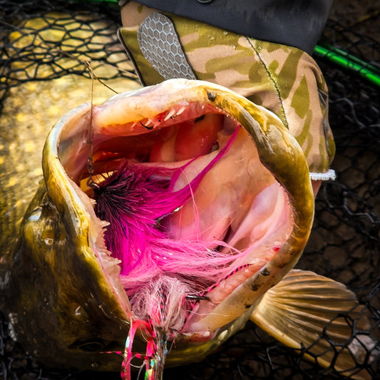 Hooked on the Northern River:Landing a 20lb River Pike on the Fly