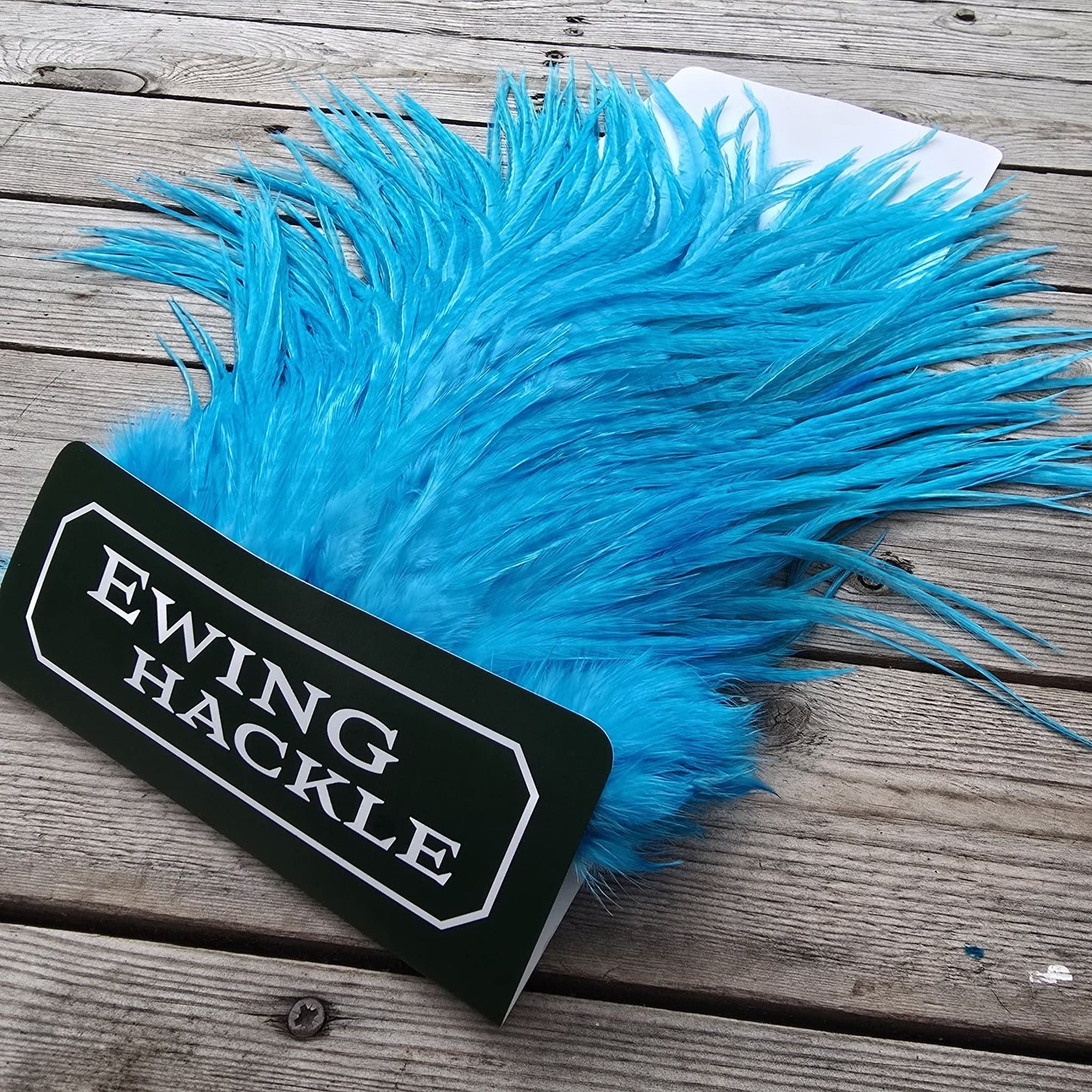 Salty Ewing Saddles!