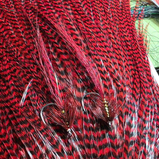 Bloodworm flatwings